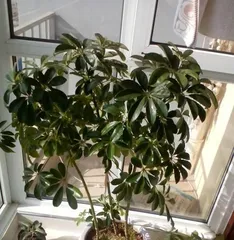 How to Repot Schefflera (Detailed Steps for Schefflera Repotting, Care Tips Sharing) 3