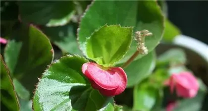 玻璃翠花的养护与注意事项(室内放置安全性详解)1