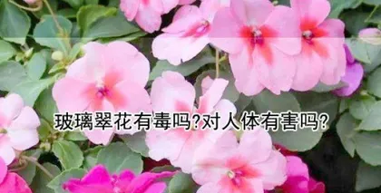 玻璃翠花的养护与注意事项(室内放置安全性详解)2