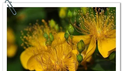 Flowering time and maintenance methods of Hypericum (blooms in spring, sheds leaves in summer, suitable for a sunny environment)1
