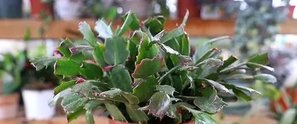 Is the Christmas cactus afraid of freezing? How to overwinter outdoors? (Interpreting the winter care and warmth-keeping techniques of the Christmas cactus, click here!) 1