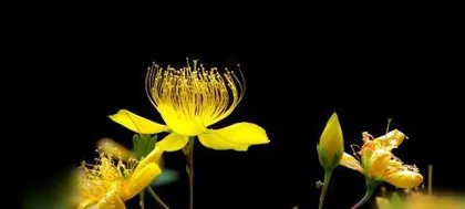 Flowering time and maintenance methods of Hypericum (blooms in spring, sheds leaves in summer, suitable for a sunny environment)2