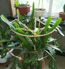 Is the Christmas cactus afraid of freezing? How to overwinter outdoors? (Interpreting the winter care and warmth-keeping techniques of the Christmas cactus, click here!) 2