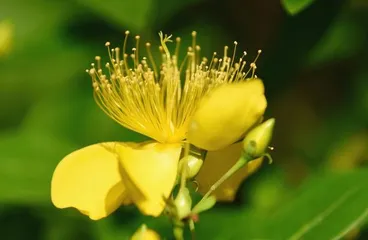 Flowering time and maintenance methods of Hypericum (blooms in spring, sheds leaves in summer, suitable for a sunny environment)3