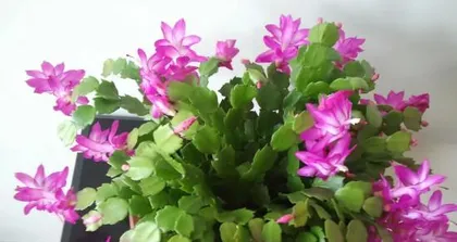Is the Christmas cactus afraid of freezing? How to overwinter outdoors? (Interpreting the winter care and warmth-keeping techniques of the Christmas cactus, click here!) 3