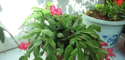 Christmas Cactus Care (The Relationship Between Sunlight and Christmas Cactus and Care Techniques) 1