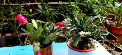 Christmas Cactus Care (The Relationship Between Sunlight and Christmas Cactus and Care Techniques) 2