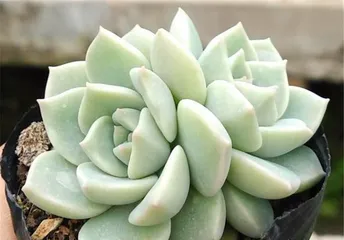 Care Tips for White Peony Succulent (Creating a Lush Display, These Methods Are a Must-Know) 1