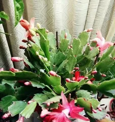 Christmas Cactus Care (The Relationship Between Sunlight and Christmas Cactus and Care Techniques) 3