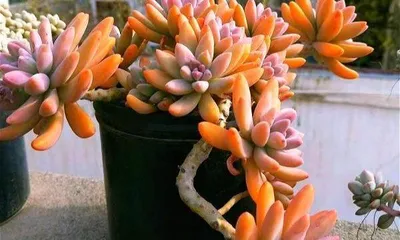 Snowfield Succulent Care Tips (Creating a Healthy Succulent Family for the Best Condition) 1