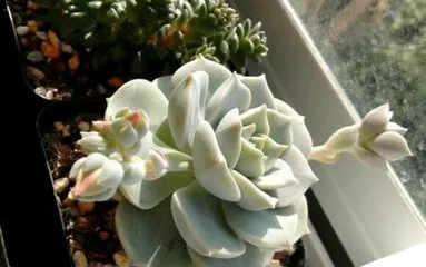 Care Tips for White Peony Succulent (Creating a Lush Display, These Methods Are a Must-Know) 2