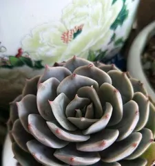 Snowfield Succulent Care Tips (Creating a Healthy Succulent Family for the Best Condition) 2