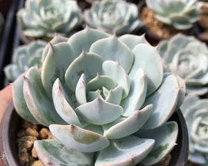 Snowfield Succulent Care Tips (Creating a Healthy Succulent Family for the Best Condition) 3