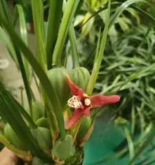 咖啡兰养护指南(从种植到繁殖,打造美丽家园)1
