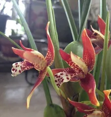 咖啡兰养护指南(从种植到繁殖,打造美丽家园)2