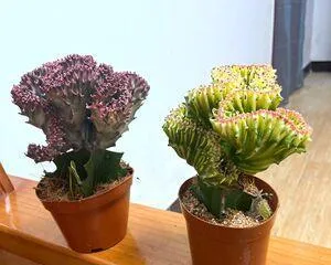 Epiphyllum Cactus Quick Potting Methods (From Care to Propagation, Let Your Epiphyllum Cactus Grow Rapidly) 1