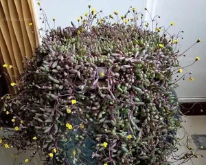 Epiphyllum Cactus Quick Potting Methods (From Care to Propagation, Let Your Epiphyllum Cactus Grow Rapidly) 2
