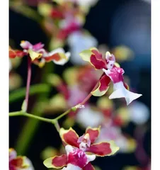 咖啡兰养护指南(从种植到繁殖,打造美丽家园)3