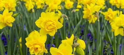 What flowers and plants are suitable for Virgos? (Exploring the types of flowers and plants loved by Virgos and their care methods) 1