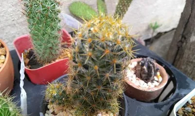Epiphyllum Cactus Quick Potting Methods (From Care to Propagation, Let Your Epiphyllum Cactus Grow Rapidly) 3