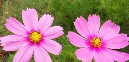 What flowers and plants are suitable for Virgos? (Exploring the types of flowers and plants loved by Virgos and their care methods) 2