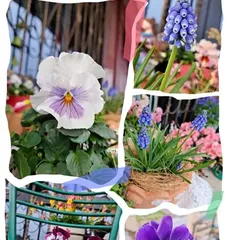 What flowers and plants are suitable for Virgos? (Exploring the types of flowers and plants loved by Virgos and their care methods) 3