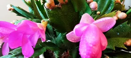 Watering Christmas Cactus with Beer? A Magical Plant Care Method! (Beer Water Spraying, Enhancing Nutrient Absorption?) 1