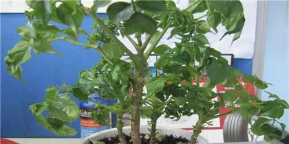Complete Guide to Green Treasure Tree Flowering (Care Tips, Flowering Cycle, and Home Decoration Tips) 1