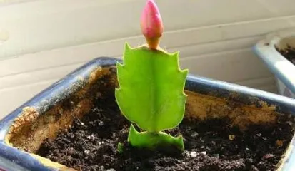 Watering Christmas Cactus with Beer? A Magical Plant Care Method! (Beer Water Spraying, Enhancing Nutrient Absorption?) 2