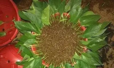 Planting and Maintenance of Deep-Rooted Flowers (Exploring the Characteristics and Advantages of Deep-Rooted Flowers, Creating a Beautiful Garden) 1