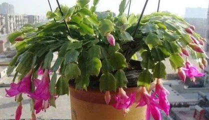 Watering Christmas Cactus with Beer? A Magical Plant Care Method! (Beer Water Spraying, Enhancing Nutrient Absorption?) 3