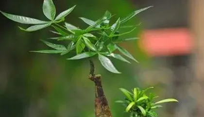Complete Guide to Green Treasure Tree Flowering (Care Tips, Flowering Cycle, and Home Decoration Tips) 3