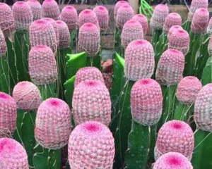 Planting and Maintenance of Deep-Rooted Flowers (Exploring the Characteristics and Advantages of Deep-Rooted Flowers, Creating a Beautiful Garden) 2