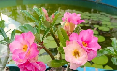 Planting and Maintenance of Deep-Rooted Flowers (Exploring the Characteristics and Advantages of Deep-Rooted Flowers, Creating a Beautiful Garden) 3