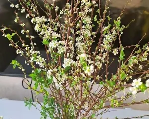Care Methods and Lifespan of Snow Willow Branches (Perennial Winter Greening Plant, How to Care for a Long Time?) 1