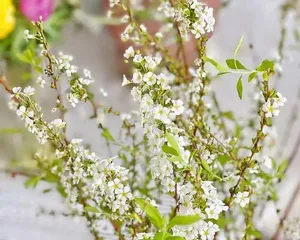 Care Methods and Lifespan of Snow Willow Branches (Perennial Winter Greening Plant, How to Care for a Long Time?) 2