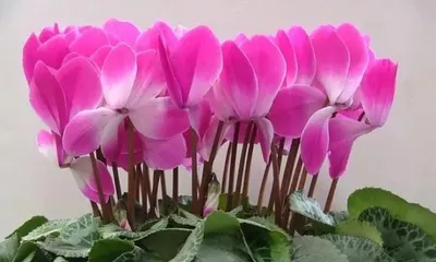 Cultivation methods and precautions for Radish Begonia (Secrets to a beautiful garden - Care tips for Radish Begonia) 1