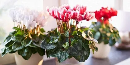 Cultivation methods and precautions for Radish Begonia (Secrets to a beautiful garden - Care tips for Radish Begonia) 2