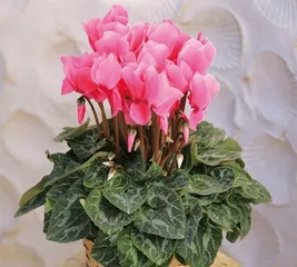 Cultivation methods and precautions for Radish Begonia (Secrets to a beautiful garden - Care tips for Radish Begonia) 3
