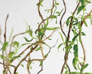 Care Methods and Lifespan of Snow Willow Branches (Perennial Winter Greening Plant, How to Care for a Long Time?) 3