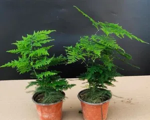 Asparagus Fern (Why is it suitable for the office? Care methods and precautions) 1