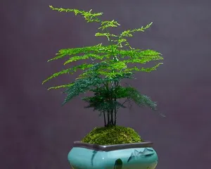 Asparagus Fern (Why is it suitable for the office? Care methods and precautions) 2