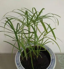 The Best Way to Care for Water Bamboo 1