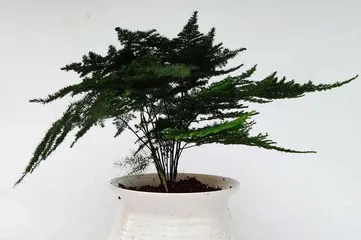 Asparagus Fern (Why is it suitable for the office? Care methods and precautions) 3
