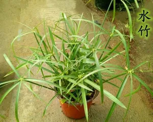 The Best Way to Care for Water Bamboo 2