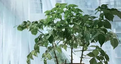 幸福树的养护与管理(打造健康幸福的园林环境)2