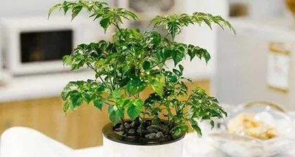 幸福树的养护与管理(打造健康幸福的园林环境)3