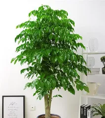 Radermachera Sinica Care Tips (How to Make it Grow Lush) 1