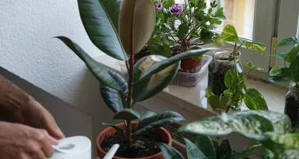A detailed guide to growing and caring for rubber trees (easy-to-care-for plants to help you easily create a green home) 1