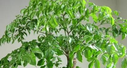 Radermachera Sinica Care Tips (How to Make it Grow Lush) 2